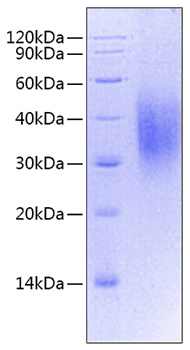 Recombinant mouse cd47/iap/oa3 pro tein 50 µg