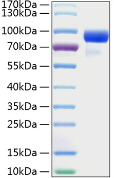 Recombinant human hip protein 20 µg