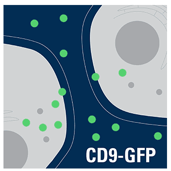 Pct-cd9-gfp (pcmv exosome/secretory cd9 tetraspanin tag) sup 2,10^6 ifus