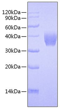 Recombinant mouse tnfsf9/4-1bb liga nd protein 1000 µg
