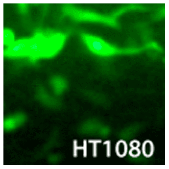 Transdux virus transduction reagent (200x)80 transductions 80 each