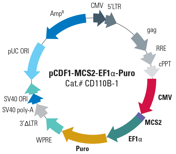 Pcdf1-mcs2-ef1-puro cdna cloning and expression lentivector 10 µg
