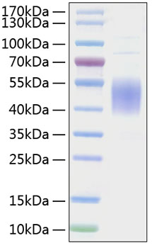 Recombinant mouse b7-1/cd80 protein 20 µg