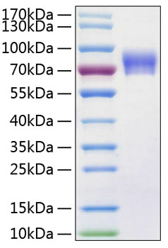 Recombinant human vanin-1/vnn1 prot ein 10 µg