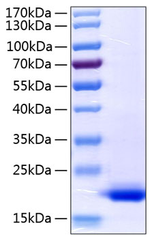 Recombinant human tnf-alpha protein 100 µg