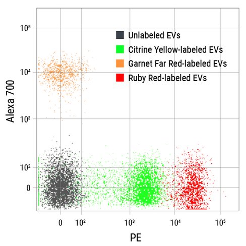 Exoflow-one ev labeling kit for flow cytometry (emerald green)25 rxns 25 réactions(s)