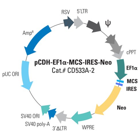 Pcdh -ef1-mcs-ires-neo cdna cloning and expression vector 10 µg