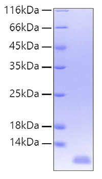 Recombinant human il-8 protein 20 µg