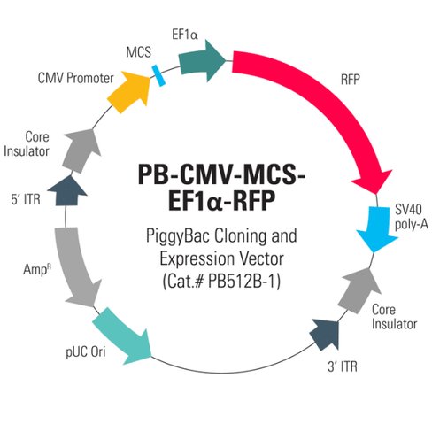 Pb-cmv-mcs-ef1-rfp cdna cloning and expression vector (sous licence) 10 µg