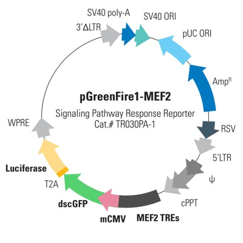 Pgreenfire1-mef2 (virus) sup 2,10^6 ifus