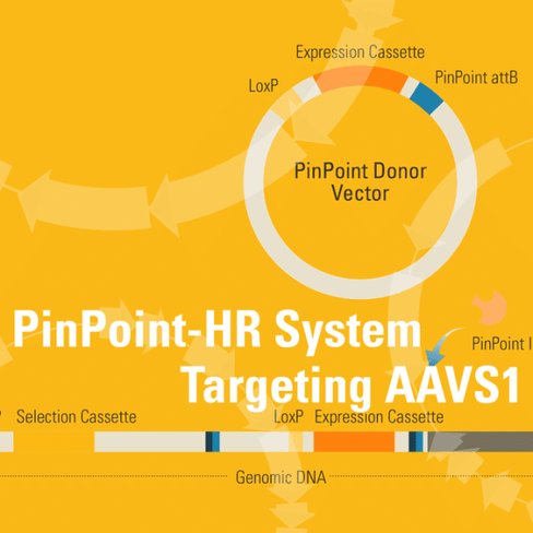 Pinpoint-hr system for platform cell line generation retargeting of aavs1 safe harbor locus 1 kit