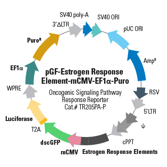 Pgf-estrogen response element-mcmv-ef1-puro (plasmid) 10 µg