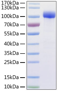 Ace2 protein expressed in hek293, w ith 6×his and avi tag at the c-terminus 100 µg