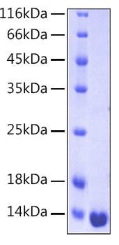 Recombinant human galectin-1 protei n 100 µg