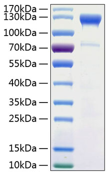 Recombinant human semaphorin 4d protein 100 µg