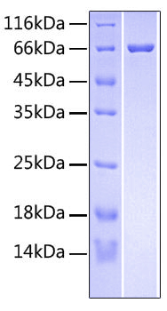 Recombinant human r-spondin-3/rspo3 protein 50 µg