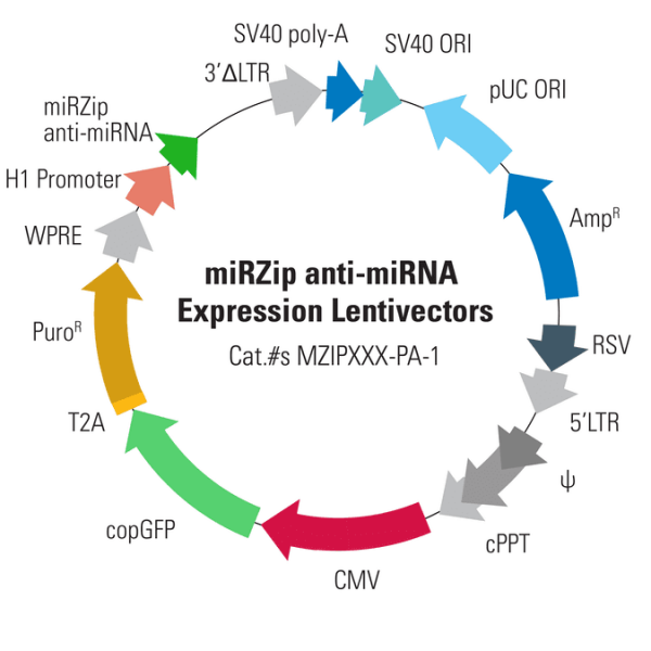 Mirzip-31 anti-mir-31 microrna constructbacterial streak 1 each