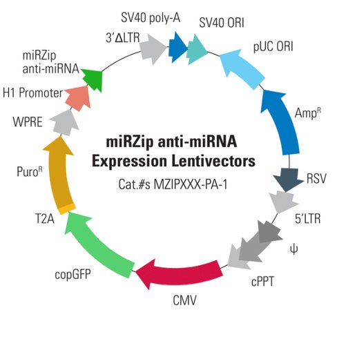 Mirzip-31 anti-mir-31 microrna constructbacterial streak 1 each
