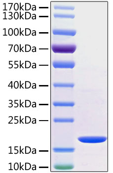 Recombinant human tnf-alpha protein 50 µg