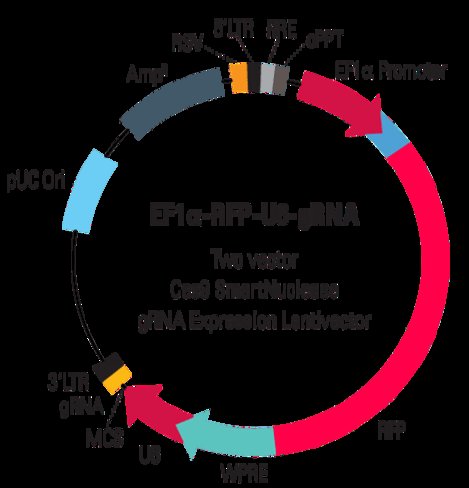 Ef1-rfp-u6-grna linearized smartnuclease lentivector plasmid (crispr) 10 réactions