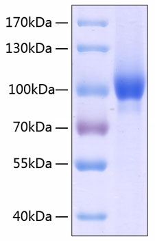 Recombinant human neuropilin-1/nrp1 protein 20 µg