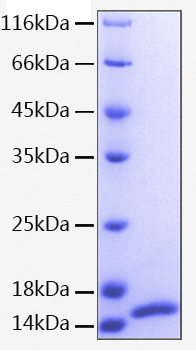 Recombinant human isg15 protein 20 µg