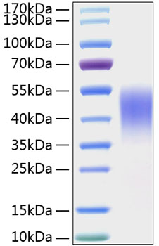 Recombinant mouse tim-3 protein 10 µg