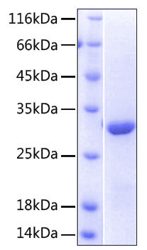 Recombinant human nkg2d/cd314/klrk1 protein 500 µg