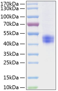 Recombinant mouse follistatin protein 100 µg