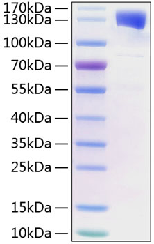 Recombinant human gp130/cd130/il-6 r beta protein 10 µg