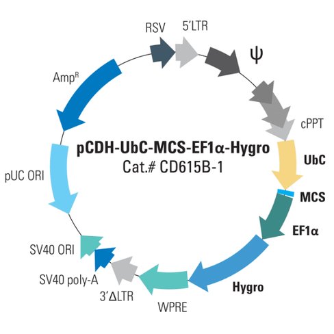Pcdh -ubc-mcs-ef1-hygro cdna cloning and expression vector 10 µg 10 µg