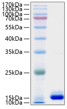 Recombinant human pmp2 protein 50 µg