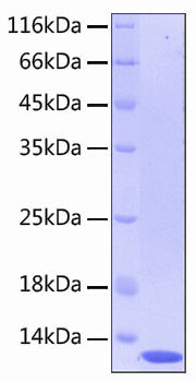 Recombinant human c5a/complement co mponent c5 protein 1000 µg