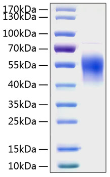 Recombinant human cd132 protein 50 µg