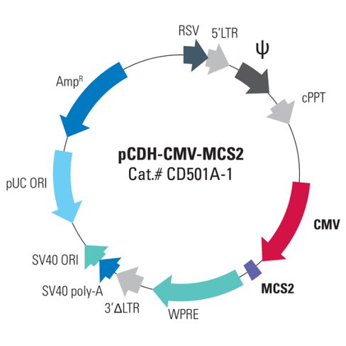 Pcdh-cmv-mcs2 cdna cloning and expression vector 10 µg