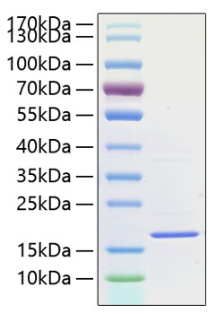Recombinant human il-1f10 protein 10 µg