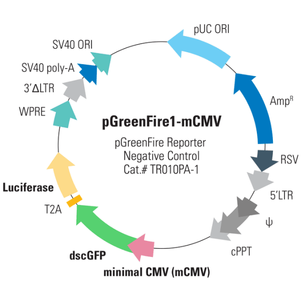Pgreenfire1-mcmv virus (ptrh1 mcmv dscgfp t2a fluc) sup 2,10^6 ifus