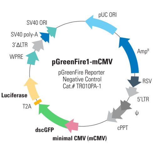 Pgreenfire1-mcmv virus (ptrh1 mcmv dscgfp t2a fluc) sup 2,10^6 ifus