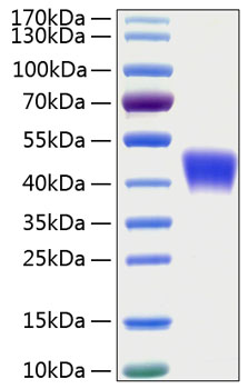 Recombinant human cd200/ox-2 protei n 50 µg