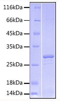Recombinant human ox40 ligand/tnfsf 4/ox40l/cd252 protein 50 µg