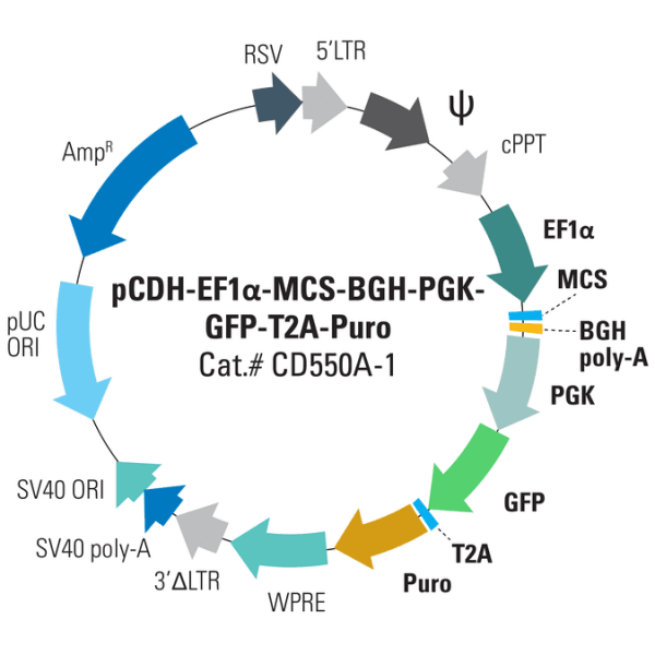 Pcdh -ef1-mcs-bgh-pgk-gfp-t2a-puro cdna cloning and expression vector 10 µg