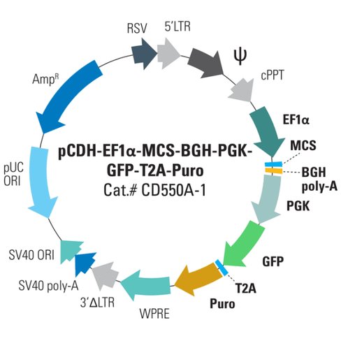Pcdh -ef1-mcs-bgh-pgk-gfp-t2a-puro cdna cloning and expression vector 10 µg