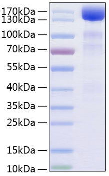 Recombinant human vegfr3/flt4 prote in 50 µg