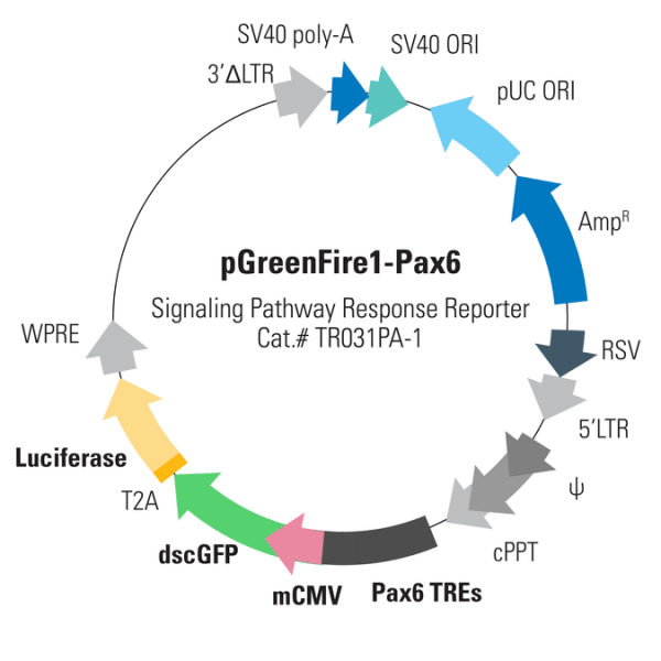 Pgreenfire1-pax6 (plasmid) 10µg