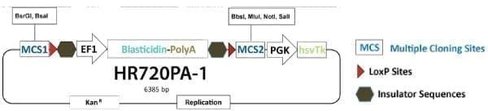 Gene knock-out hr targeting vector w/single selection marker and negative selectionagainst random integration 10 µg