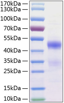 Recombinant human nov/ccn3 protein 50 µg