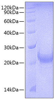 Recombinant mouse tnfsf4/ox40 ligan d protein 10 µg