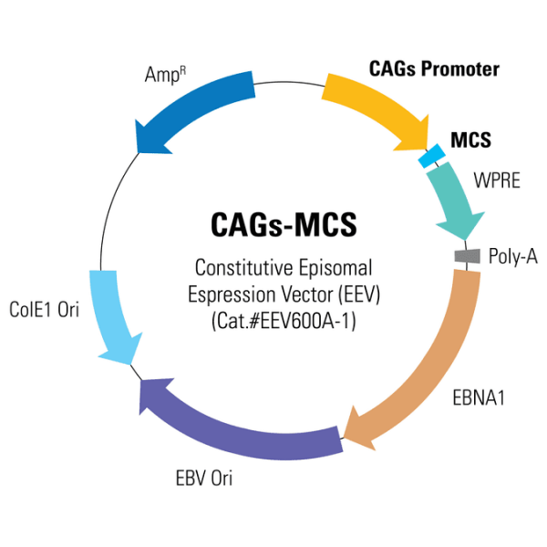 Constitutive (cags promoter) eev cloning and expression vector10 µg 10 µg