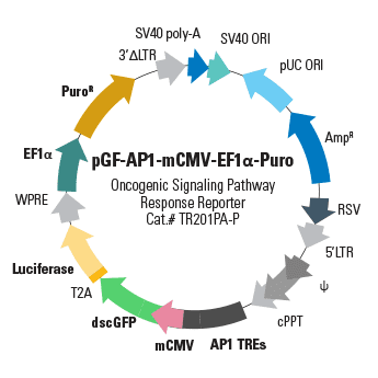 Pgf-ap1-mcmv-ef1-puro (virus) sup 2,10^6 ifus