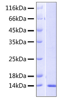 Recombinant human cxcl14/brak prote in 10 µg